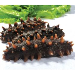 新鲜即食海参 仅限江浙沪地区